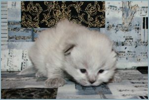 Female Siberian Kitten from Deedlebug Siberians